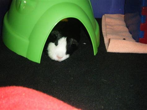 Skeeter Loves This Igloo Guinea Pig Cages