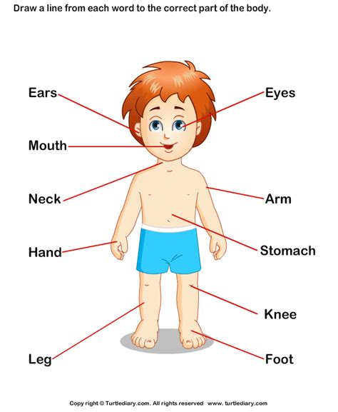 Lively English Class Body Parts