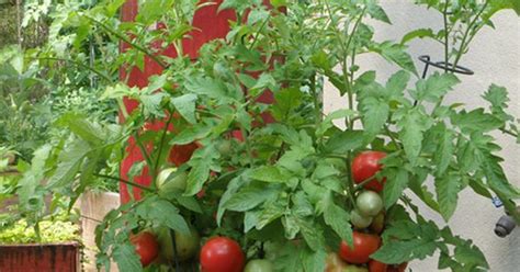 Better Bush Tomato Plant In Container Tomatoes And Other Vegies