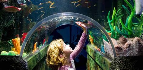 Educate Inspire Conserve Know Kelly Tarltons Sea Life Aquarium