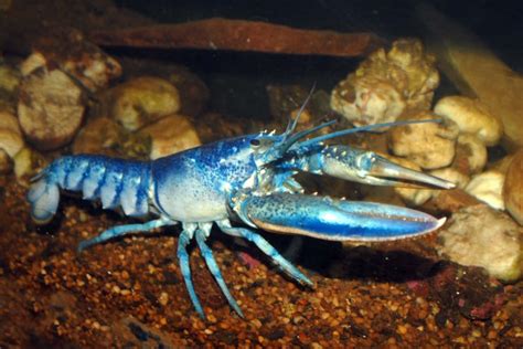 Lobster Marinebiology