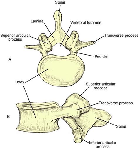Features Of Lumbar Vertebrae