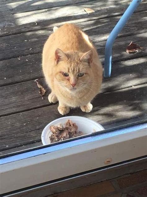 Found Cat Domestic Short Hair In Waterbury Ct Lost My Kitty