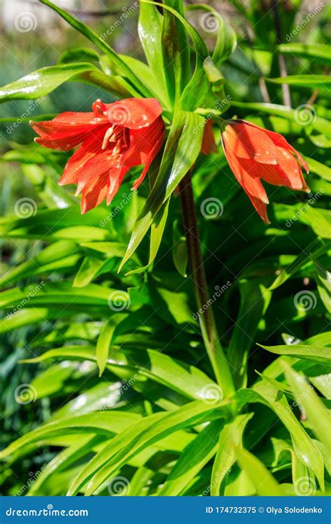 Orange Crown Imperial Lily Flowers Fritiallaria Imperialis In Garden