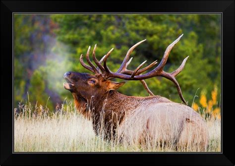 Want to see more posts tagged #wildlife home decor? Bull Elk Black Framed Wall Art Print, Wildlife Home Decor ...