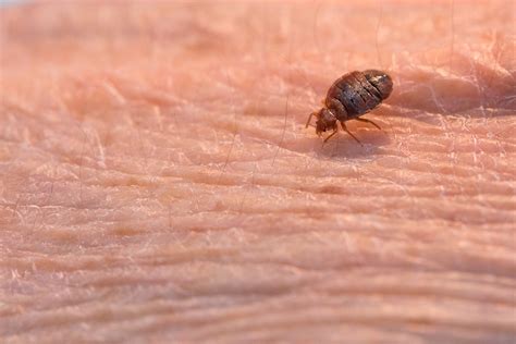 Bed Bugs Our Creepy Pervasive And Expensive Problem Connecticut