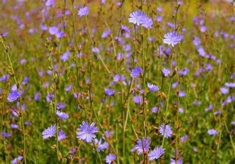 20 Edible Wild Plants You Can Forage For Survival