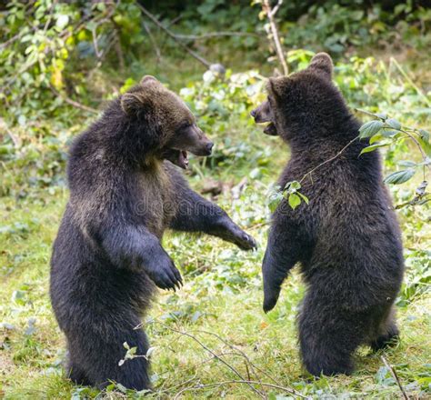 Two Brown Bear Cubs Play Fighting Stock Photo Image Of Nature