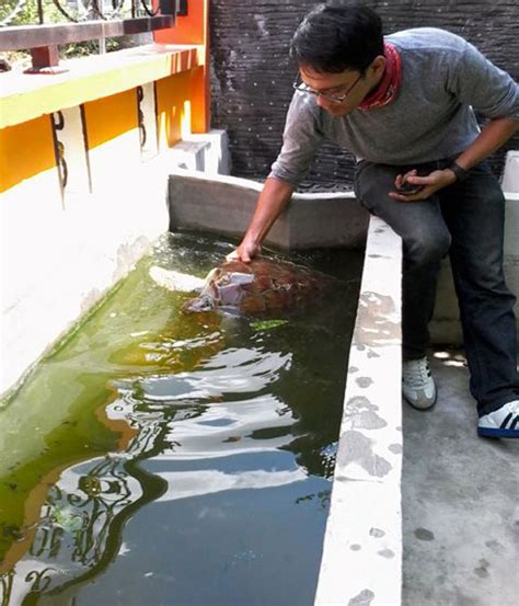 Atau persiapan buat daftar cpns 2021? Penyu Hijau Masuk Sungai Kapuas, Kok Bisa? : Mongabay.co.id