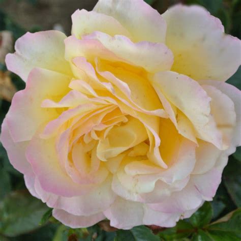 Peace Rose Eastcroft Roses