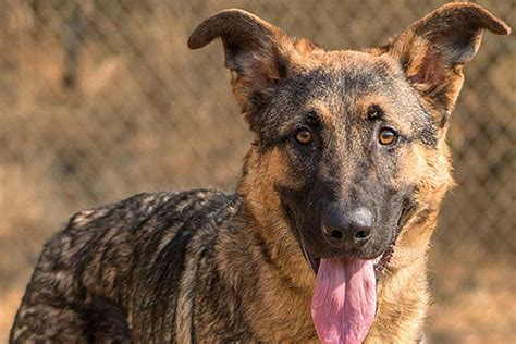Four dogs up for adoption at Everett Animal Shelter | Dogs ...