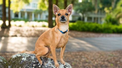 Chihuahua Cabeza De Venado Cuántos Años Vive Un Perro De Esta Raza Y