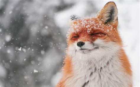 Cute Fox Enjoys Snow By Matyas Szendi 1440 X 900 Wallpaper