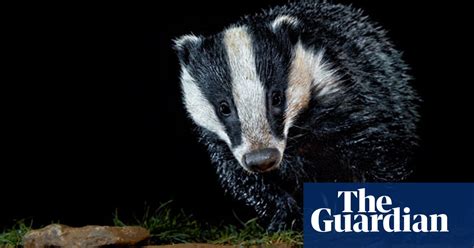 Badger Cull Claims Flawed Vets Say Badgers The Guardian