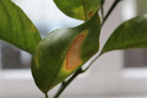 The Truth About An Indoor Lemon Tree Hint It Belongs