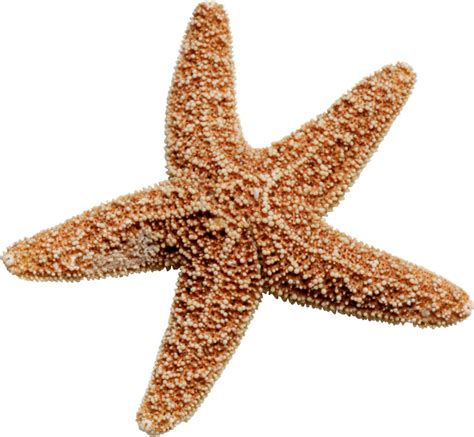 Starfish Png Transparent Image Download Size 800x738px