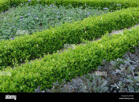 European Box Buxus Sempervirens Suffruticosa Europäischer Buchsbaum