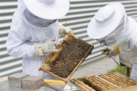 How To Start Beekeeping In Canada Check How This Guide Helps Beginners Atilla Ayyıldız And Biz