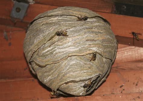 Paper Wasp Nest Wasp Nest Wasp Bee Identification