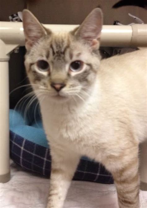 Many cat adoption centers will insist that you keep your new pet indoors. Siamese Cat Rescue Chicago - British Shorthair