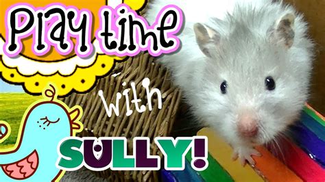 Hamster Play Time With Sully Youtube