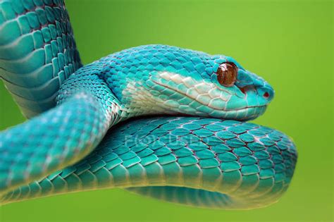 Closeup View Of Blue Viper Snake Blurred Background — Animal Themes