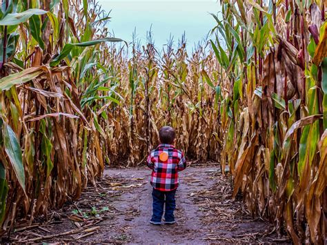 Corn Maze Near Me These New York Spots Are Perfect For Fall Fun