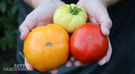 Heirloom Tomato Varieties For Your Garden The Best Of