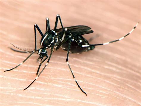 Asian Tiger Mosquito Man Undergoes 30 Surgeries After Getting Bitten