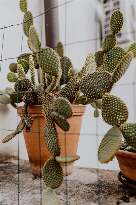 Hd Wallpaper Opuntia In A Ceramic Pot Cactus Cacti Prickly Pear
