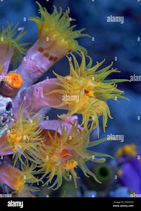 Orange Cup Corals Tubastrea Sp Komodo Indonesia Stock Photo Alamy