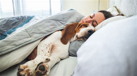 Das geheimnis, das sie zu unvergesslichen mätressen macht, ist neben wie man einen mann mit einem wiesel ins bett fährt? Schlaf-Studie: Frau schläft besser neben Hund als neben ...
