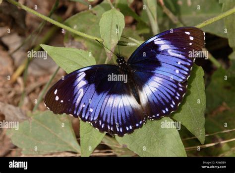 Blue Diadem Butterfly Hypolimnas Salmacis Nymphalidae Male Basking In