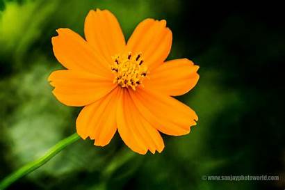 Wallpapers Flowers Flower Simple Petal Background Yellow