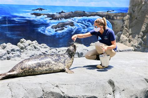 Aquarium Of The Pacific Launches Seal And Sea Lion Experience