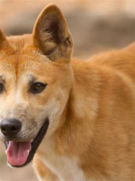 Dingo Vs Akita Breed Comparison Mydogbreeds