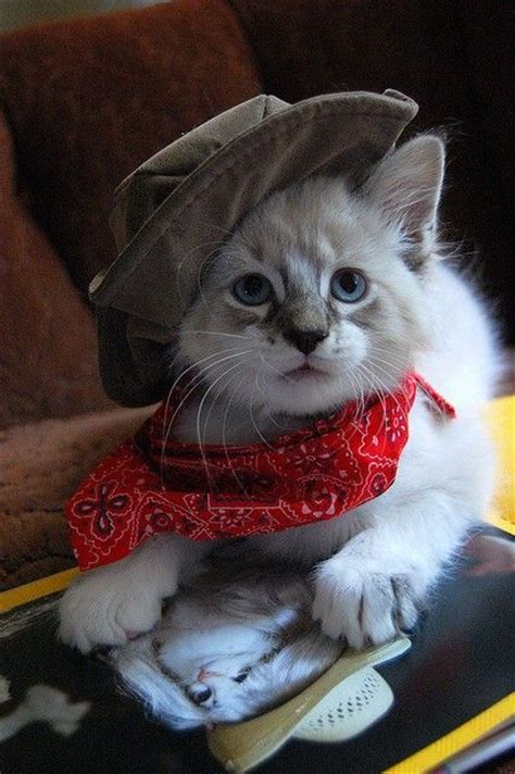 Dallas cowboys, memes, and cowboy: 15 Cat Cowboy Hat Pictures That Will Melt Your Heart ...