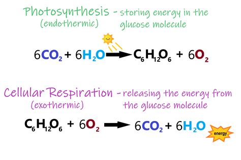 What are the reactants of cellular respiration? 4.9 Energy Needs of Living Things - Human Biology