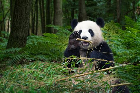 Giant Pandas Habitat🥡 Explore o fascinante universo do entretenimento e