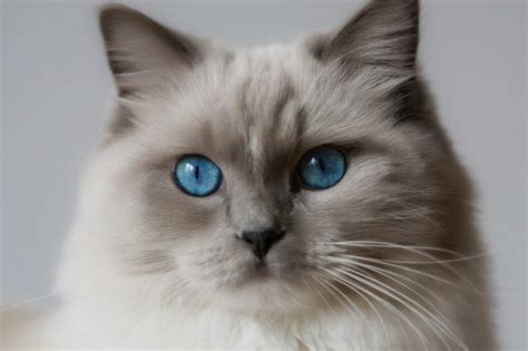 Cat Ragdoll Breed Characteristics Education Nature