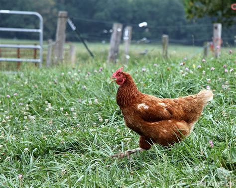 Did you scroll all this way to get facts about organic chicken farm? 3 Supplements Layer Hens May Need | Avian, Chicken farm ...