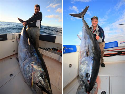 Core app will cost $2500 to $20,000. Top Tips for Big Aussie Bluefin Tuna | FISHTRACK.COM