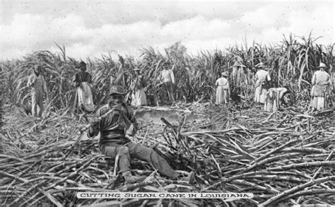 We export two types of sugar cane the soft one and the hard one but all are very delicious and good for health. Cutting Sugar Cane | Photograph | Wisconsin Historical Society