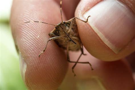 3 Fool Proof Ways To Get Rid Of Stinkbugs In Your Home