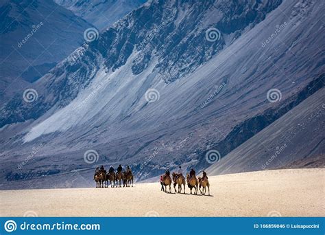 Trip In The Sand Dunes Of Nubra Valley Ladakh Stock Photo Image Of