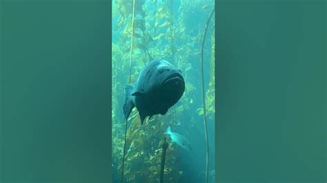 Giant Sea Bass Youtube