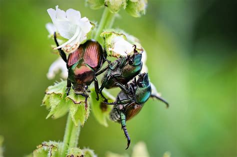Why June Bugs Are Beneficial To The Garden And You Shouldnt Get Rid Of