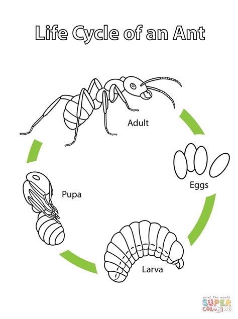 Life Cycle Of An Ant Worksheet