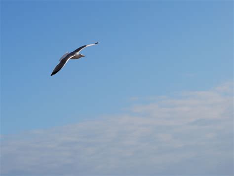 Free Images Sea Bird Wing Sky Seabird Fly Seagull Gull Flight