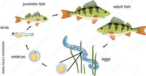 Fish Life Cycle Sequence Of Stages Of Development Of Perch Perca